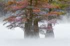 Autumn colors on Caddo Lake, Texas. Worlds largest bald cypress forest. Art Print